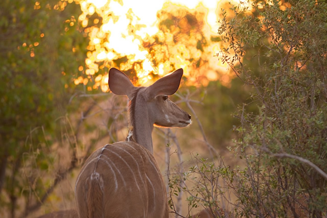 Botswana 17