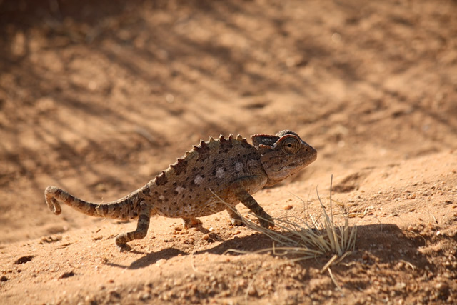 Namibia 12