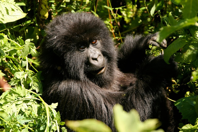 Rwanda (2)
