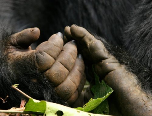 Tracking mountain gorillas