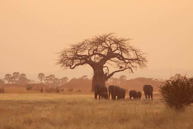Tanzania 63