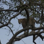 Leopard in a tree