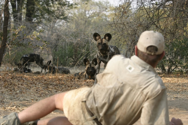 Professional safari guide and tracker Dave Christensen with wild dogs