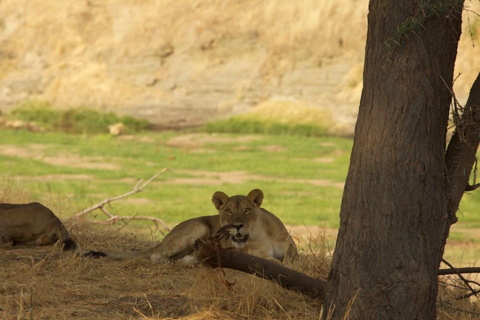 A lioness starts as we arrive on the banks of the Ruaha River