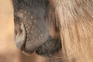 wildebeest close up