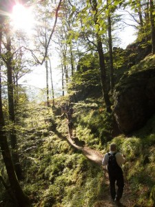 Hiking through beech forest