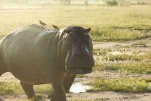Bull hippo out of water