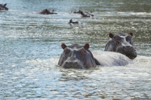 Hippos in a pool