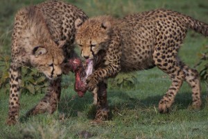 Cheetah cubs with zebra kill
