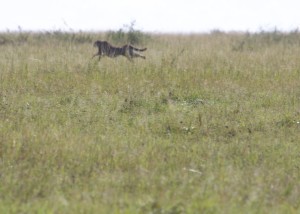 the chase