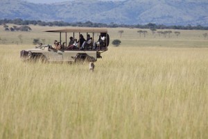 Watching the cheetah