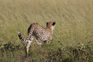 Young cheetah begins to stalk