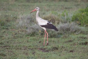 White Stork