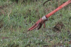 Metal ring on a White Stork