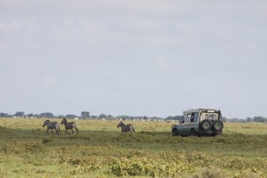 Driving through herds