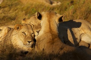 Resting lions