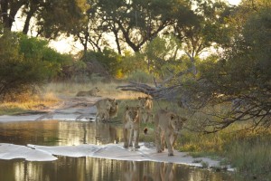 Lions walk through the water