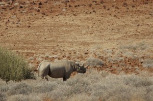 Desert rhino mother