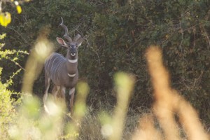 lesser kudu in a thicket