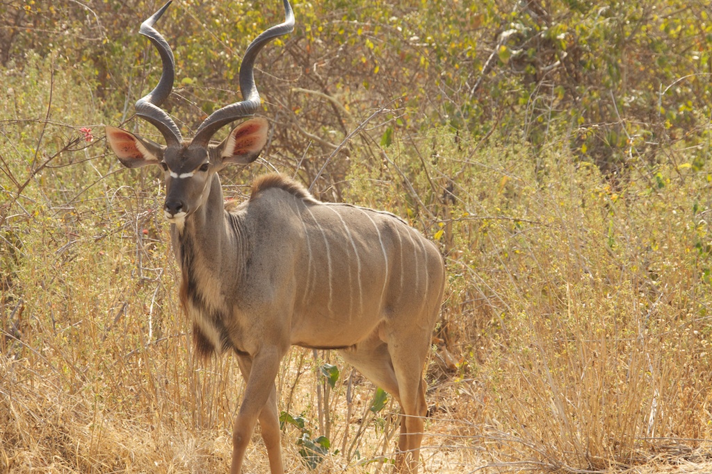Special species - lesser kudu - A Step Ahead