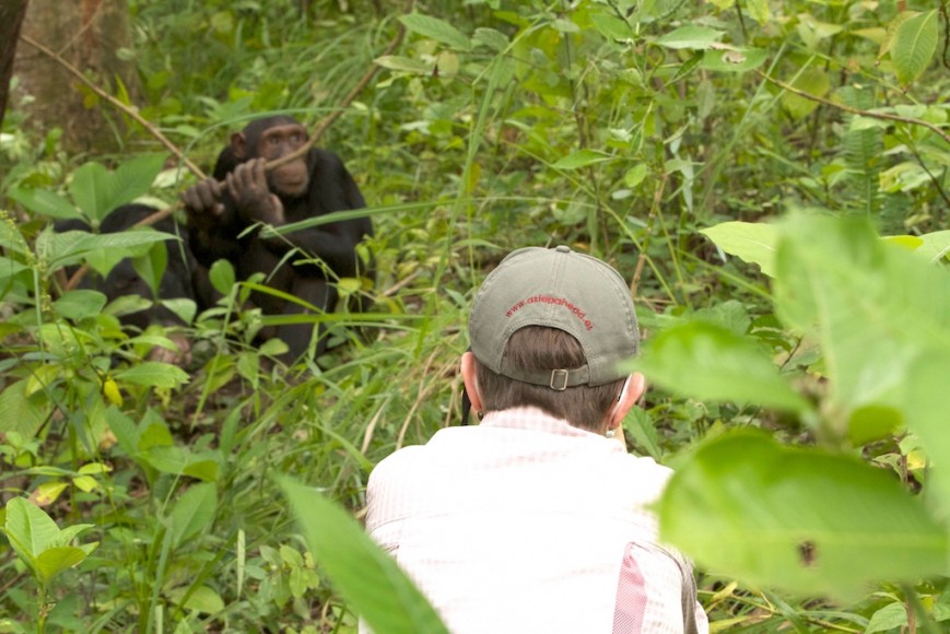 Chimpanzee tracking