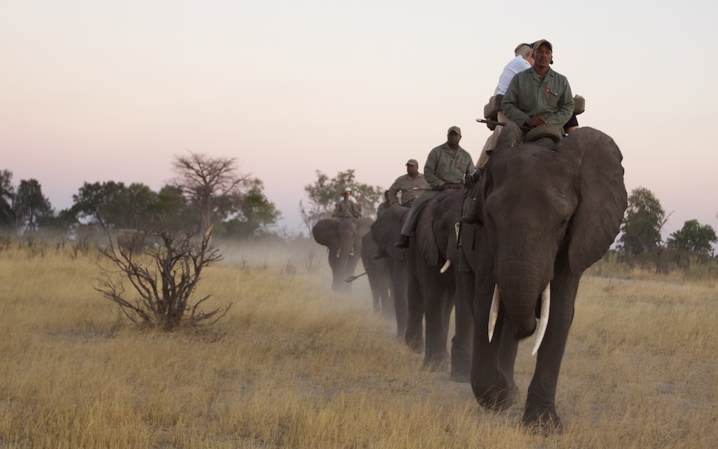 Elephant-back safari