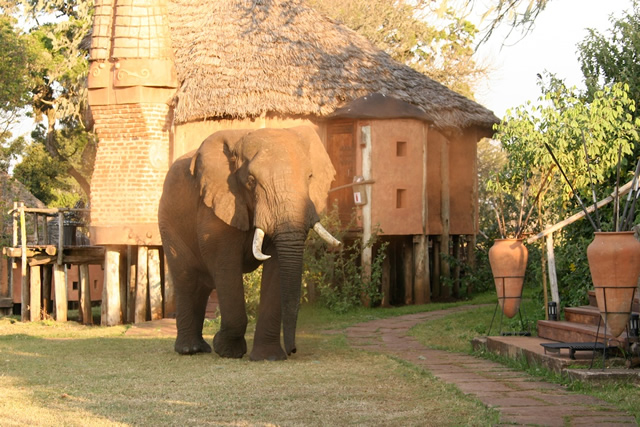 Ngorongoro Crater Lodge 11