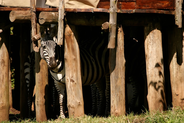 Ngorongoro Crater Lodge 9