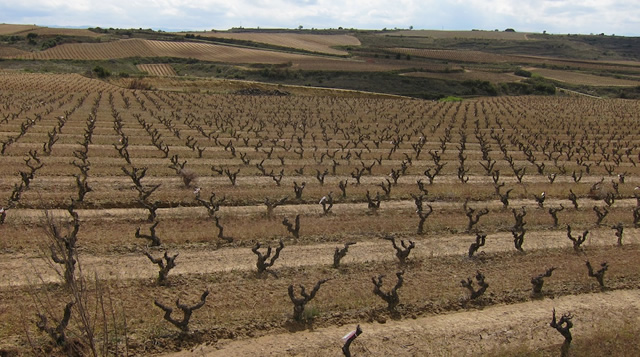 Basque Rioja (22)