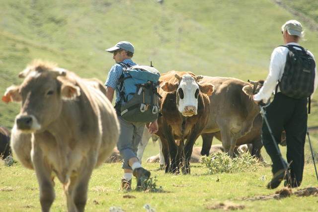 Pyrenees (27)