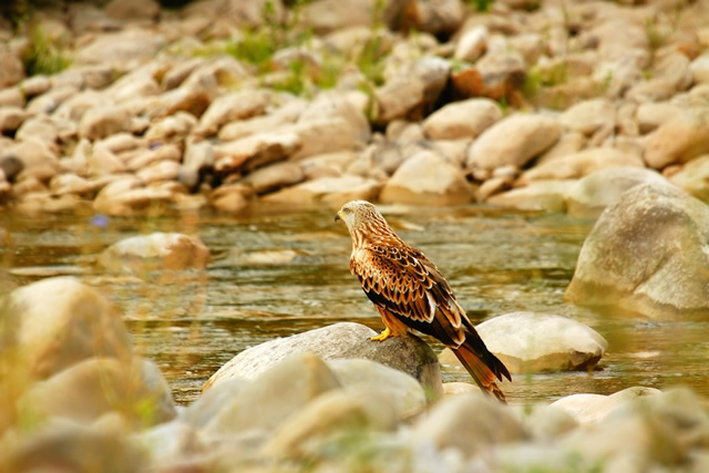 Pyrenees (3)