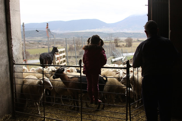 Pyrenees (36)