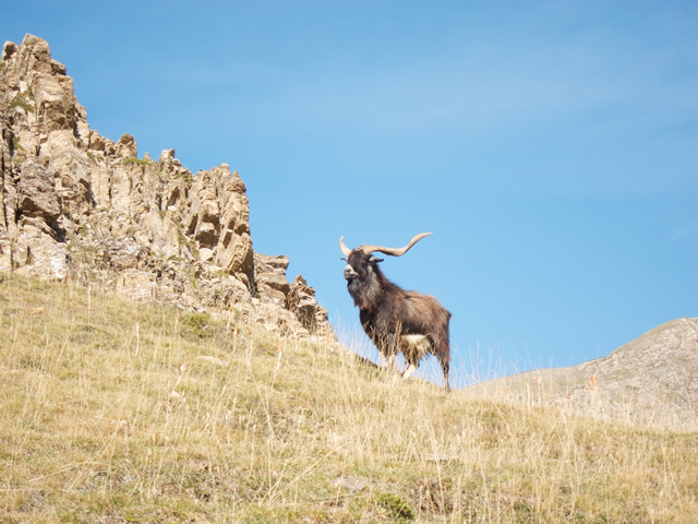 Pyrenees (51)