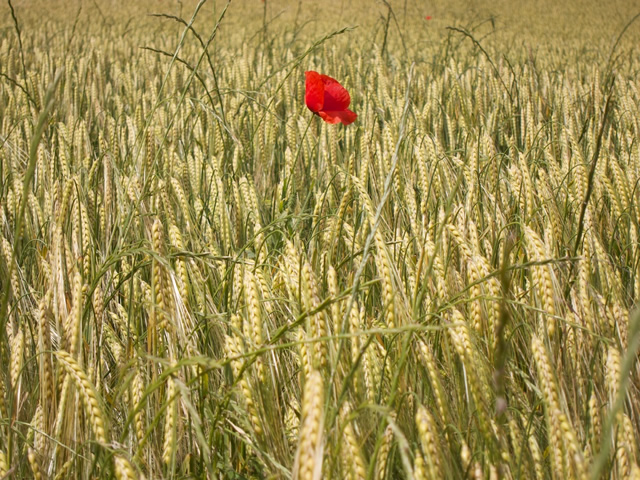 Pyrenees (53)