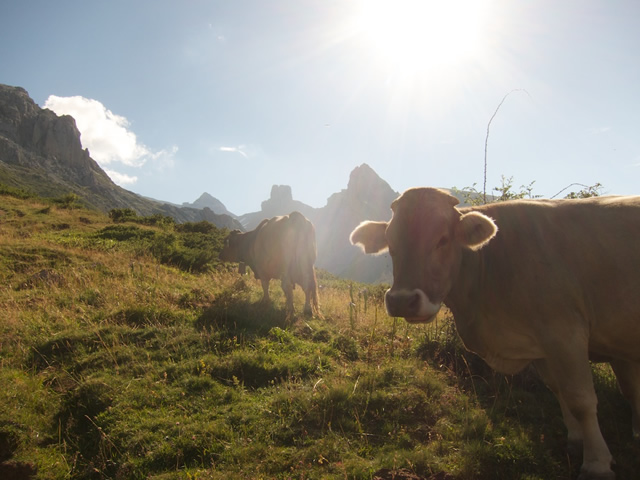 Pyrenees (55)