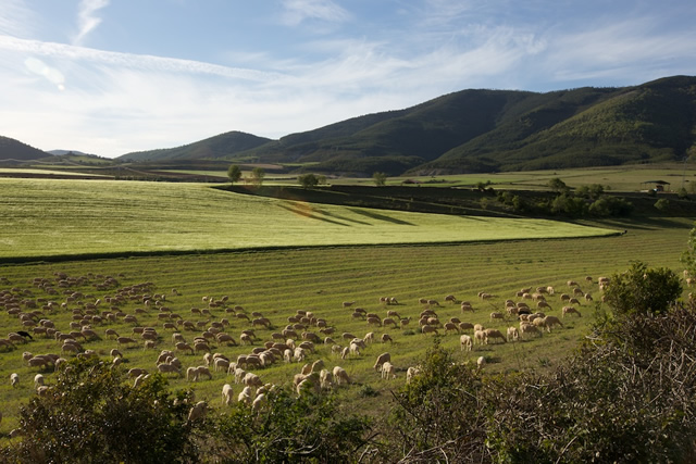 Pyrenees (76)