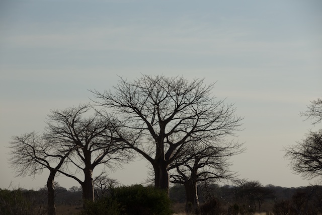 baobab forest
