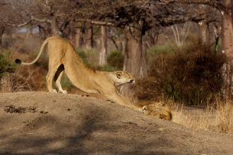 lioness stretching after a nap next to her mate