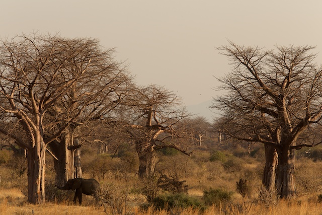 elephant and baobab