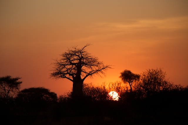 baobab at sunset