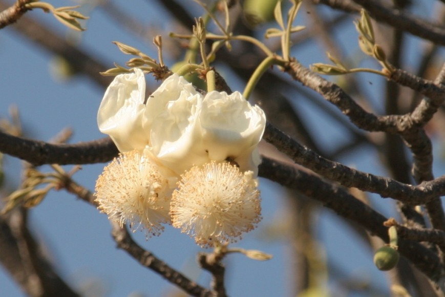 boabab flowers