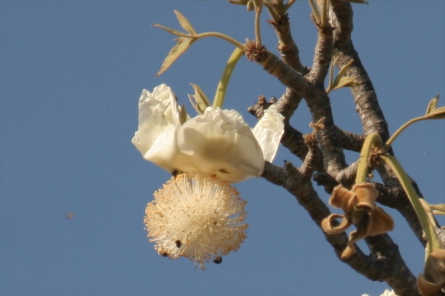 boabab flower