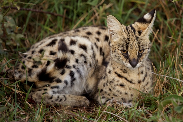 Serval cat resting