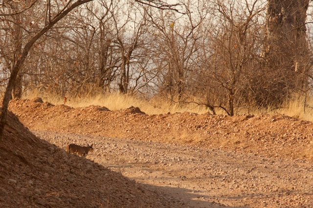 Caracal crosses the track