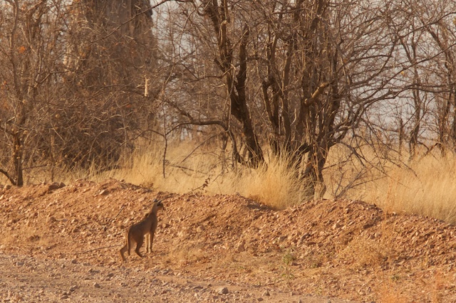 Caracal notices something move in the grass