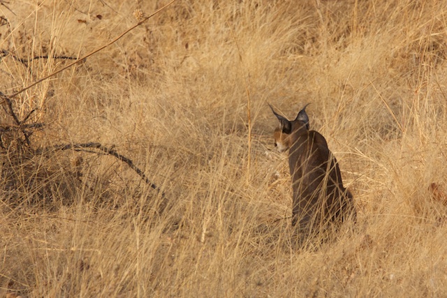 Caracal listening for prey