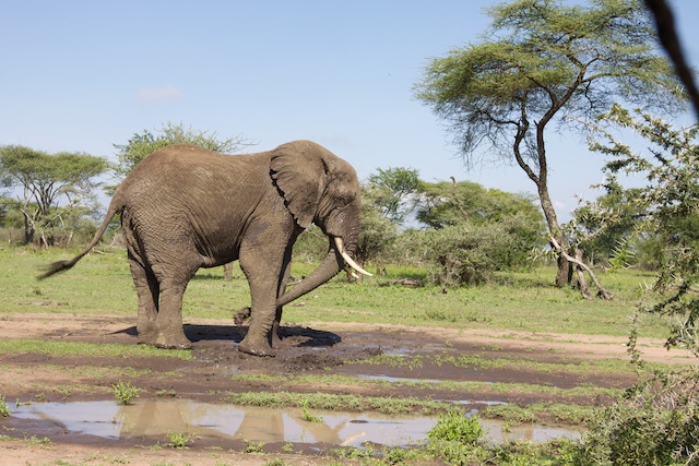 Mud shower