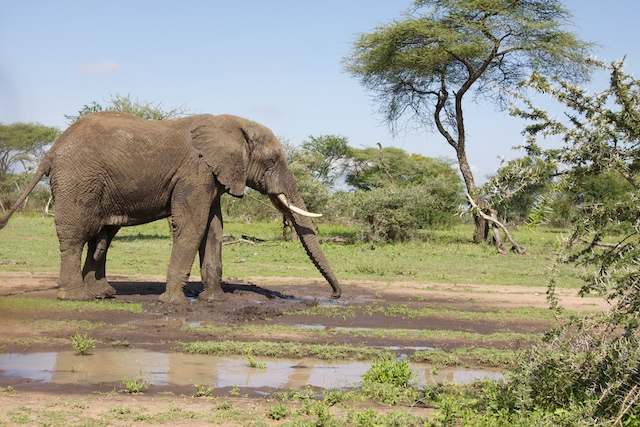 A bull elephant's mud bath