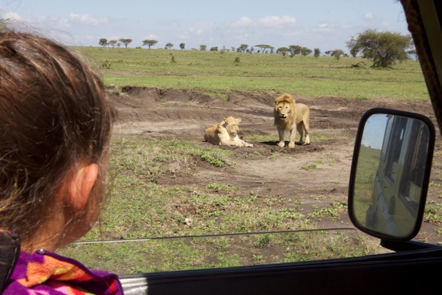 Watching lions