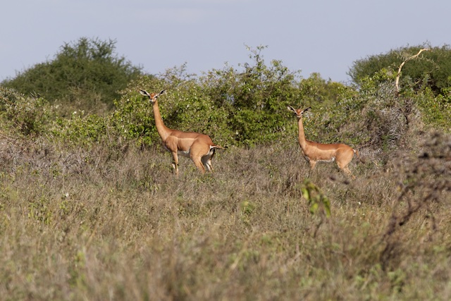 gerenuk